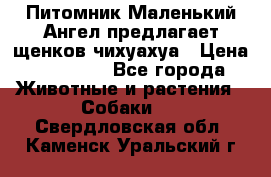 Питомник Маленький Ангел предлагает щенков чихуахуа › Цена ­ 10 000 - Все города Животные и растения » Собаки   . Свердловская обл.,Каменск-Уральский г.